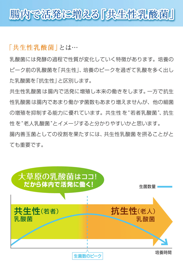 「共生性乳酸菌」と「抗生性乳酸菌」２